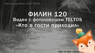 Видео с фотоловушки Филин 120 TELTOS ночью