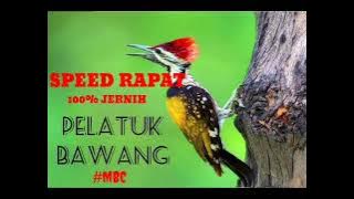 Suara Burung Pelatuk Bawang speed Rapat Audio  100% Jernih