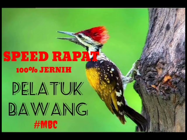 Suara Burung Pelatuk Bawang speed Rapat Audio  100% Jernih class=