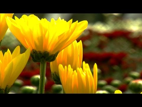 Video: Flores Sin Pretensiones Para Sembrar Directamente En El Suelo