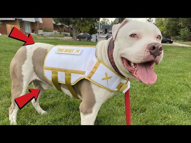 Designer Weight Vest Review For Pit Bull'S! - Youtube