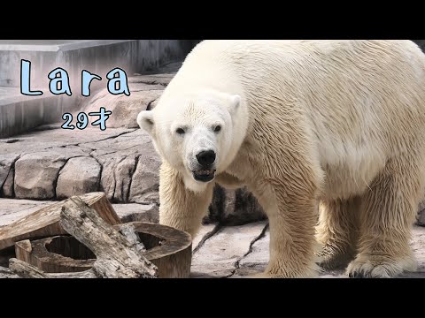 円山動物園 ガチャ 木製キーホルダー ホッキョクグマ ララファミリー 5点セット 円山動物園 ガチャ 木製キーホルダー ホッキョクグマ ララ