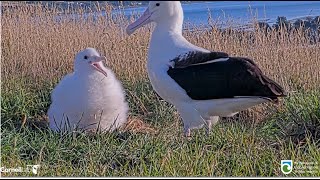 Royal Albatross ~ LGL Comes Back 2 Days In A Row To Give Another Good Feeding To TF! 🐥 4.18.24