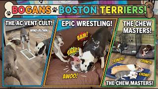 Monday- Just Another Day of Boston Terrier CHAOS! ๐พ๐ | Boganโs Boston Terriers