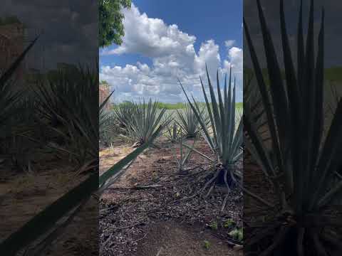 Video: Kas agaav on kaktus?