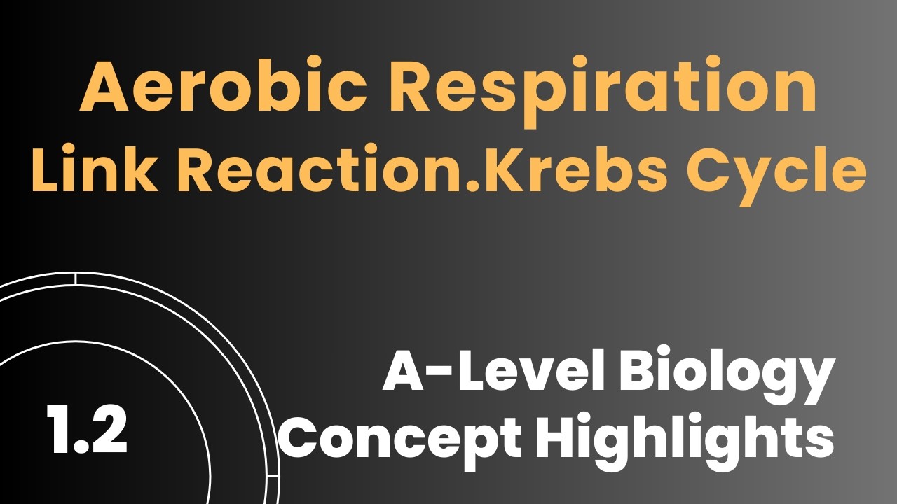 3.205 Ссылка на цикл Кребса #аэробноедыхание #дыхание