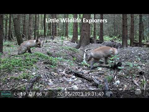 Baby foxes play and rest at their den