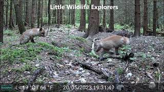 Baby foxes play and rest at their den