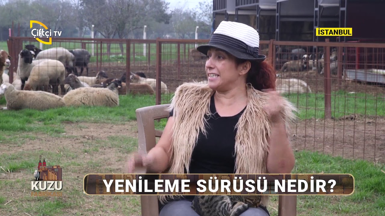 Doğru Kuzu Büyütülmesi ve Damızlık Seçimi - KUZU FABRİKASI / Çiftçi TV