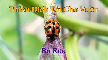Cách Dễ Nhất Dụ Bọ Rùa Chuồn Chuồn Đến Vườn | Làm Vườn Thuận Theo Tự Nhiên