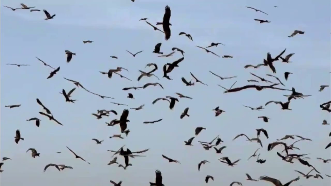 Flying Free Explore Nature Now NATURE DOCUMENTARIES Wild Animal Videos 