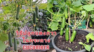 วิธีปลูกแตงกวาในกระถางแบบละเอียด 🥒🥒🥒 พร้อมวิธีบ่มเมล็ด สูตรปรุงดินและการให้ปุ๋ย (25 Jul. 23)