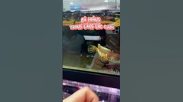 Cá lóc nữ hoàng/ Aurantimaculata #vbgaquarium #sischanna #aurantimaculata