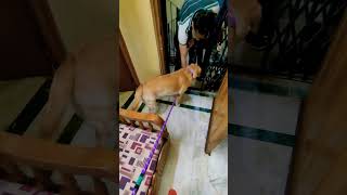 Coco Bhut Satai Mummy Aj  trending labrador ytshorts animals funny cute love trend fun