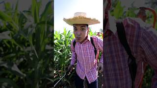 Me Robaron Los Elotes