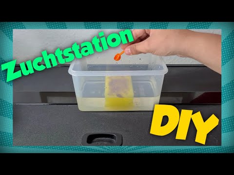 Artemia | Tutorial
