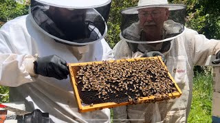 2024 Hive Inspection + Adding Honey Super To My Beehive