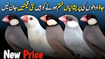 java sparrow price update | java finch price 2026 | all java price 2025 | birds market latest update