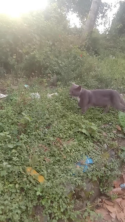 jangan sia siakan aku😿❤️ sayangibaku... si kucing😺