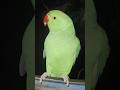 #mummy ek gilas pani de do #funny #funnyanimal #funnyparrot #talkingparot #viralvideo #viralreels...