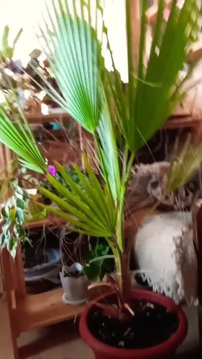 Вашингтония нитеносная - YouTube