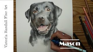Dog Portrait in Coloured Pencils | Mason the Black Lab