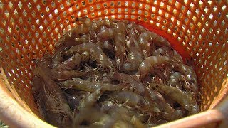 Shrimp Science