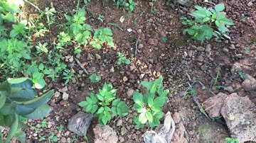 Quản lý rệp kim gây hại trên cây có múi tháng 5,6,7,8 #nongduoclucngan