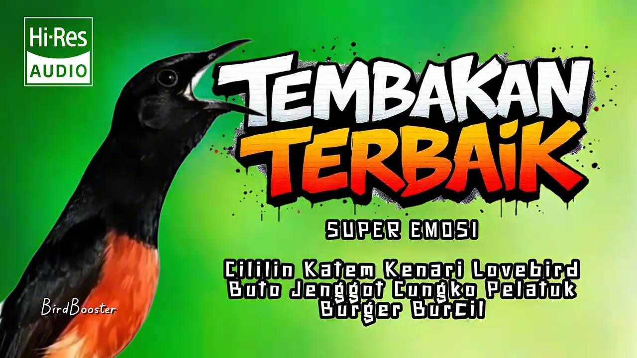 AUTO EMOSI!! KRETEKAN KASAR NEMBAK ISIAN MURAI BATU JUARA!!