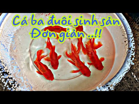 Video Tập 1 : Hướng dẫn cho cá ba đuôi sinh sản đơn giản... - youtube