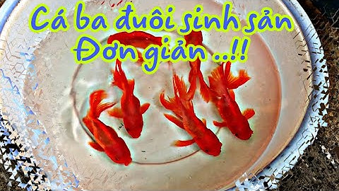 Tập 1 : Hướng dẫn cho cá ba đuôi sinh sản đơn giản ..!!!
