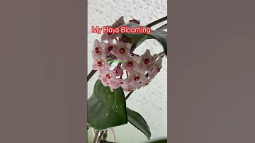 My Hoya Is Blooming 