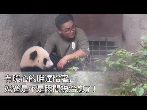 《熊貓早晚安》有暖心的胖達陪著，奶爸是不是瞬間被治愈了！ | iPanda