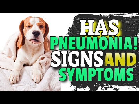 कुत्तों में निमोनिया - लक्षण, लक्षण और क्या करें -