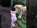 Omg lion ate girl 