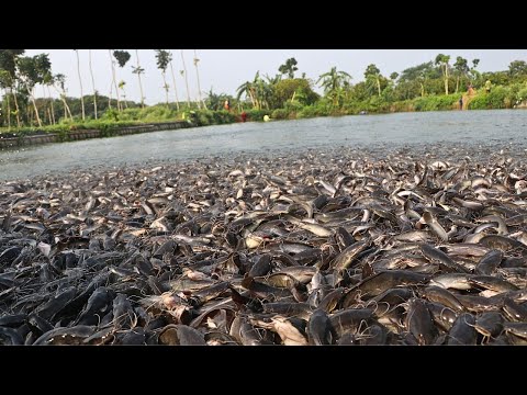 التغذية المغذية لنمو القرموط الهجين في الحوض