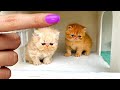 The Smallest Rescued Kitten in the World and its Family! New Amazing House for cats
