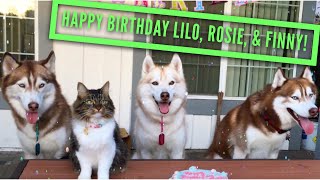 Celebrating Birthdays with Rosie and the Husky Pack!