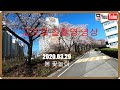 봄 꽃놀이 (고프로 실촬영 영상)