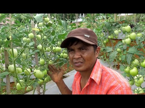 Video: Perlukah saya memangkas dahan bawah pada pokok tomato?