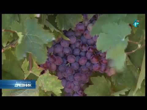 Video: Betonski Valovi U Vinogradima