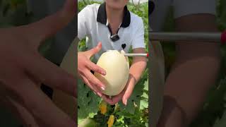 Agriculture Village Fresh Fruit #Viral #Fruit #Shorts #1010