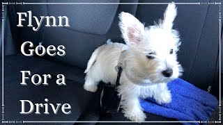 Westie Puppy Goes For A Drive
