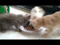 Rescue Kittens Are Hungry But The Are Eating Food With Other Cute Kittens Peacefully