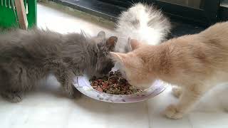 Rescue Kittens Are Hungry But The Are Eating Food With Other Cute Kittens Peacefully