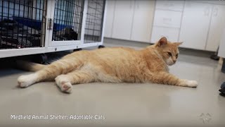 Medfield Animal Shelter Adoptable Cats 7-24-2019