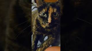 yeah she is with coffee ☕️#youtube #youtuber #cat #youtubeshort #youtubeshorts #youtubevideo