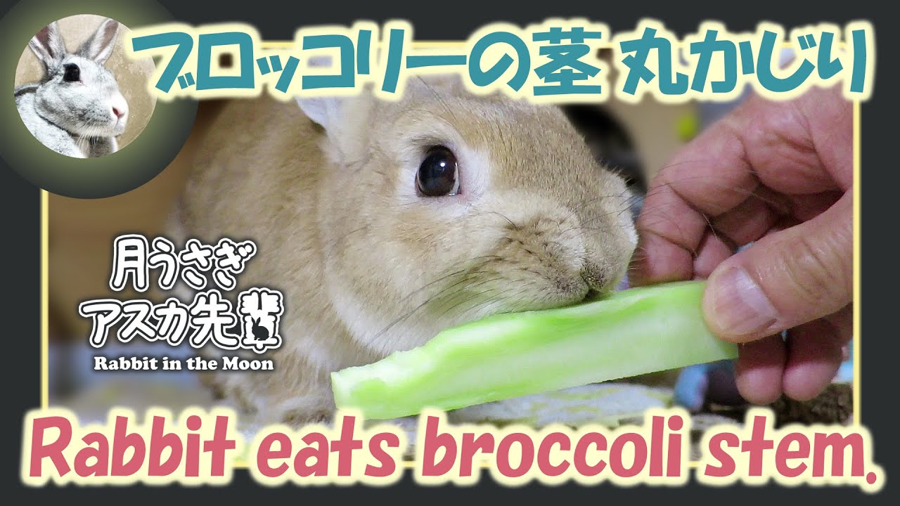 ブロッコリーの茎 丸かじり ウサギのだいだい 年5月15日 ウサギ ネザーランドドワーフ うさぎ