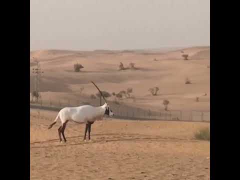 Arabian Oryx (Oryx leucoryx) at Dubai Desert Conservation Reserve المها العربي الوضيحي في صحراء دُبي