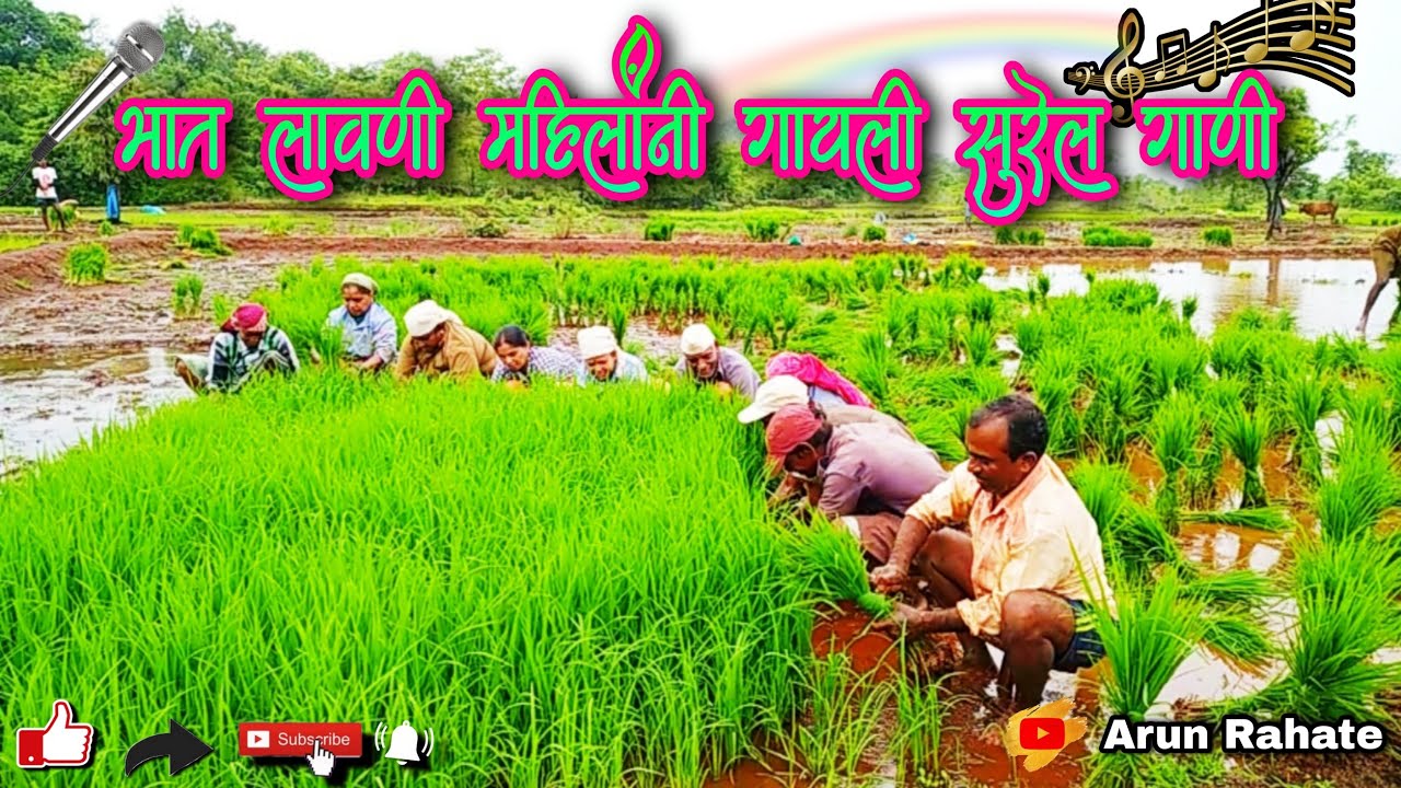 भात लावणी करताना पुरुषांन सोबत महिलांनीहि गायली सुरेल गाणी || कोकणची भात लावणी | भाग २ | Bhat Lavani